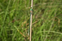 Lestes virens