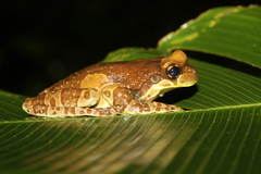 Trachycephalus resinifictrix