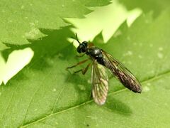 Dioctria hyalipennis