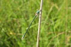 Lestes virens