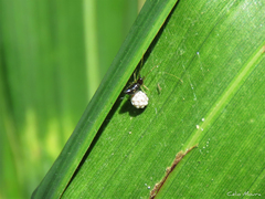 Coleosoma acutiventer