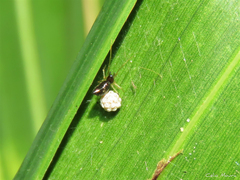 Coleosoma acutiventer