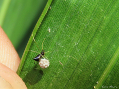 Coleosoma acutiventer
