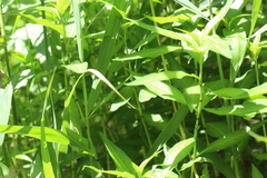 Persicaria