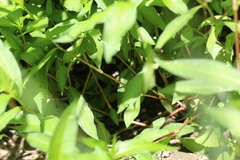 Persicaria