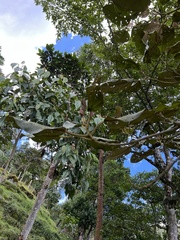 Meriania macrophylla peltata
