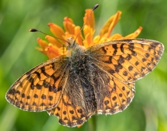 Boloria pales