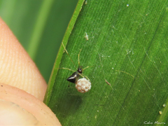 Coleosoma acutiventer