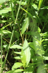 Persicaria