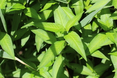 Persicaria