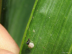 Coleosoma acutiventer