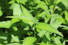Persicaria