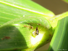 Coleosoma acutiventer