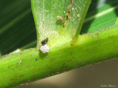 Coleosoma acutiventer
