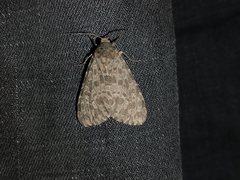 Olepa ricini