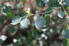 Prunus