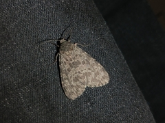 Olepa ricini