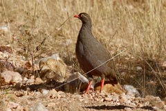 Red-Billed Spurfowl photo 4