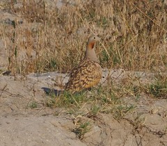 Pterocles orientalis orientalis