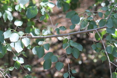 Prunus