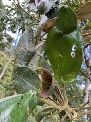 Meriania macrophylla peltata