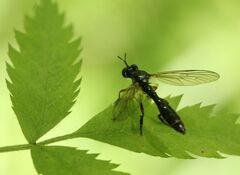Dioctria hyalipennis