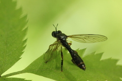 Dioctria hyalipennis