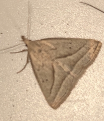 Macrochilo absorptalis
