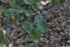 Tilia