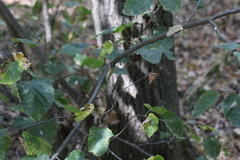 Tilia