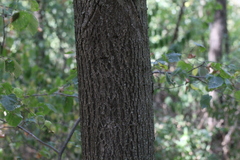Tilia
