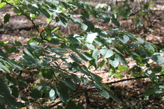 Tilia