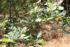 Quercus robur