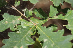 Quercus robur