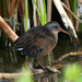 Virginia Rail - Photo (c) Blake Matheson, some rights reserved (CC BY-NC)