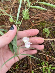 Lathyrus graminifolius