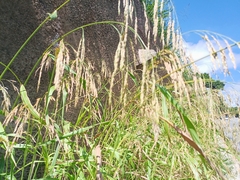 Sorghum halepense