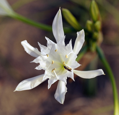 Pancratium maritimum