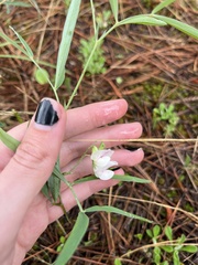 Lathyrus graminifolius