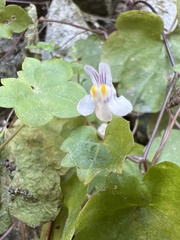 Cymbalaria muralis