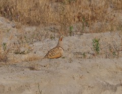 Pterocles orientalis orientalis