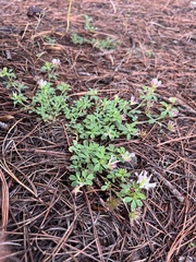 Trifolium pinetorum