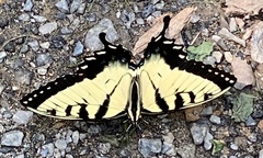 Papilio appalachiensis