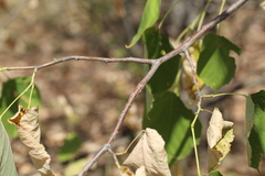 Tilia