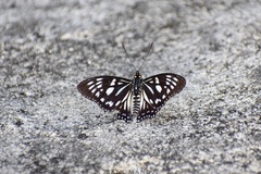 Euripus nyctelius