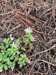 Trifolium pinetorum
