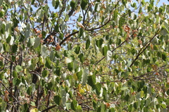 Tilia