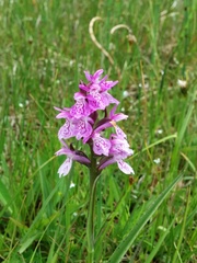 Dactylorhiza traunsteineri