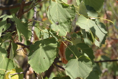 Tilia