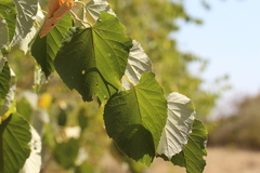 Tilia